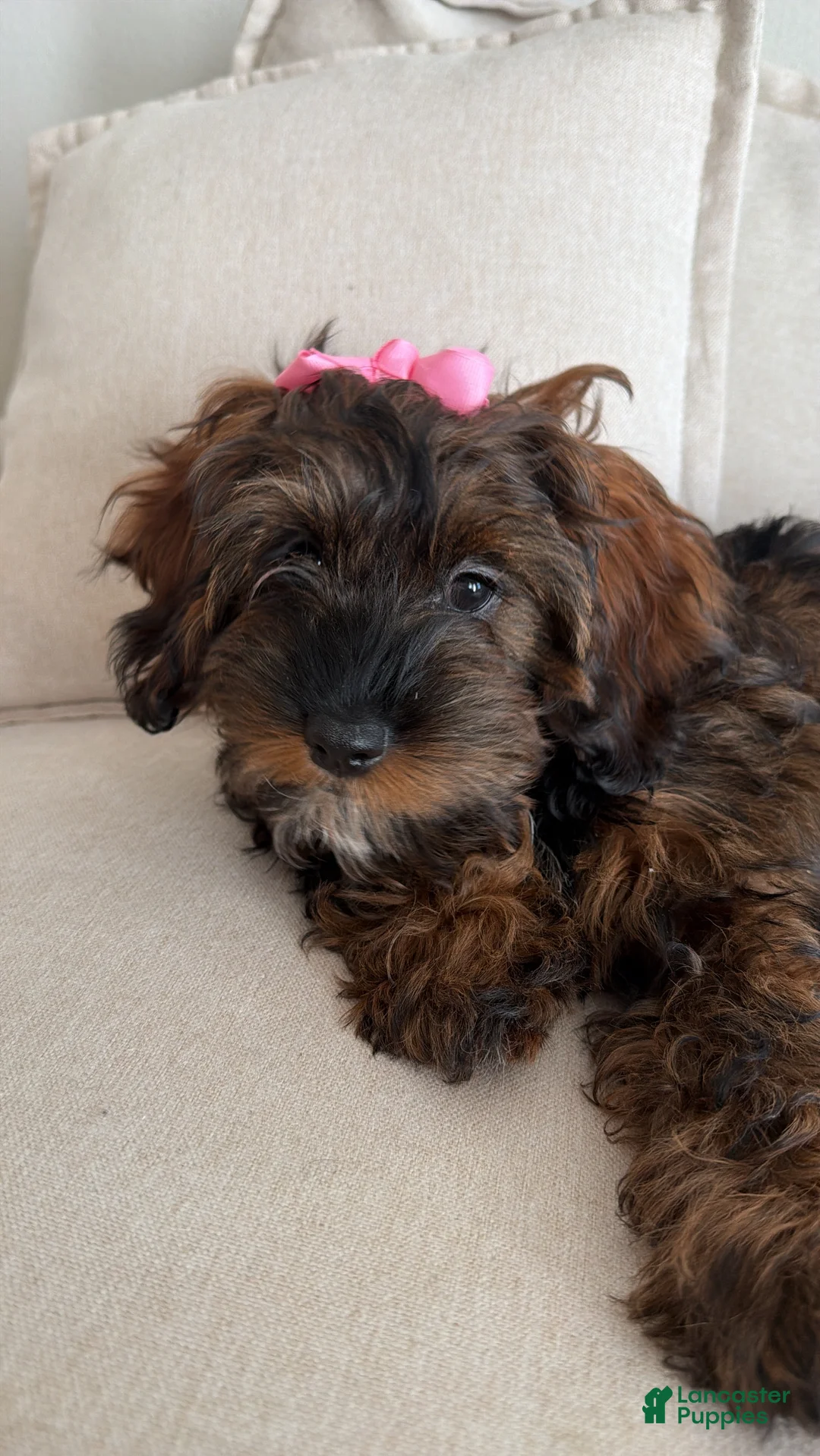 Shihpoo dogs for sale: Seraphima - Ad 2