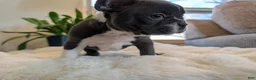 Frenchton dogs for sale: Clover - Ad 3