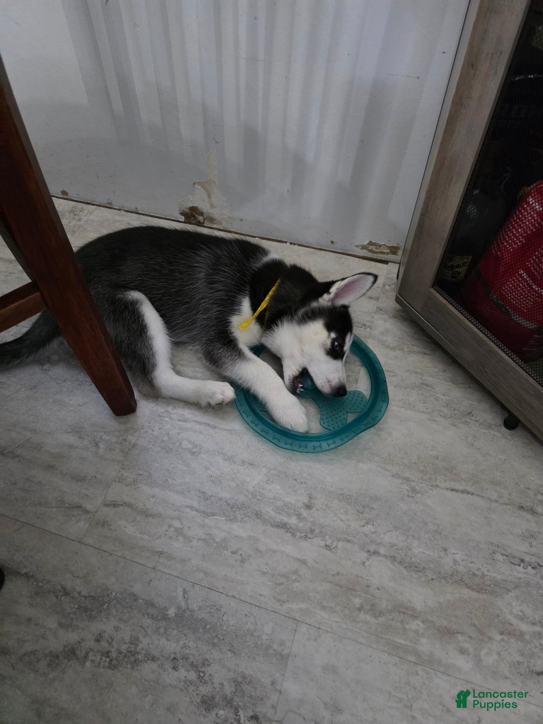 Siberian Husky dogs for sale: Daisy - Ad 11