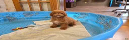 Miniature Poodle dogs for sale: Ned - Ad 9