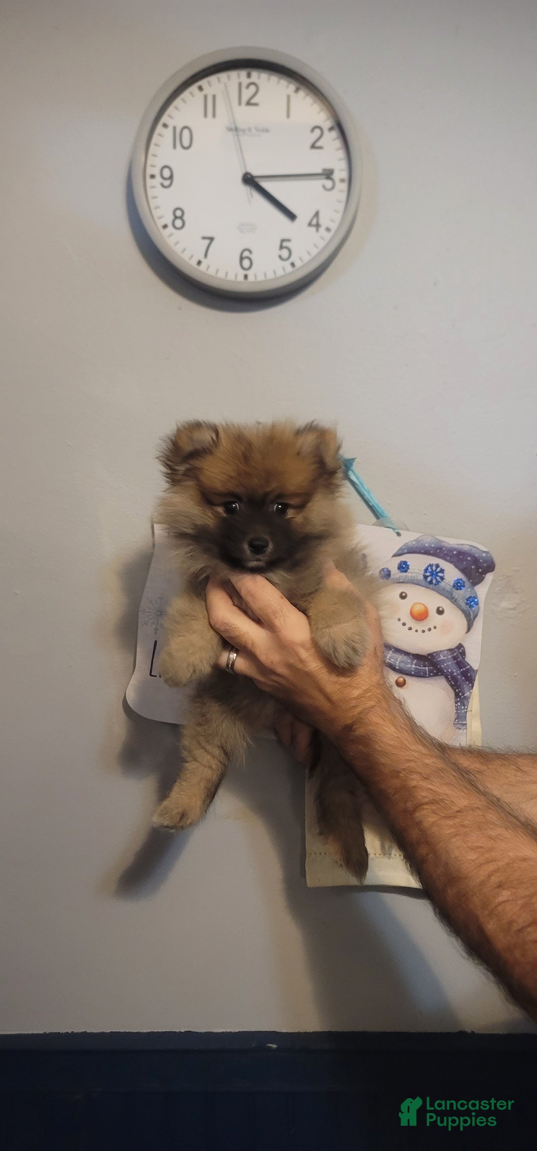 Pomeranian dogs for sale: Paul - Ad 1
