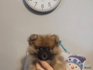 Pomeranian dogs Paul - Ad 15