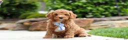 Cavapoo dogs for sale: Maverick - Ad 6