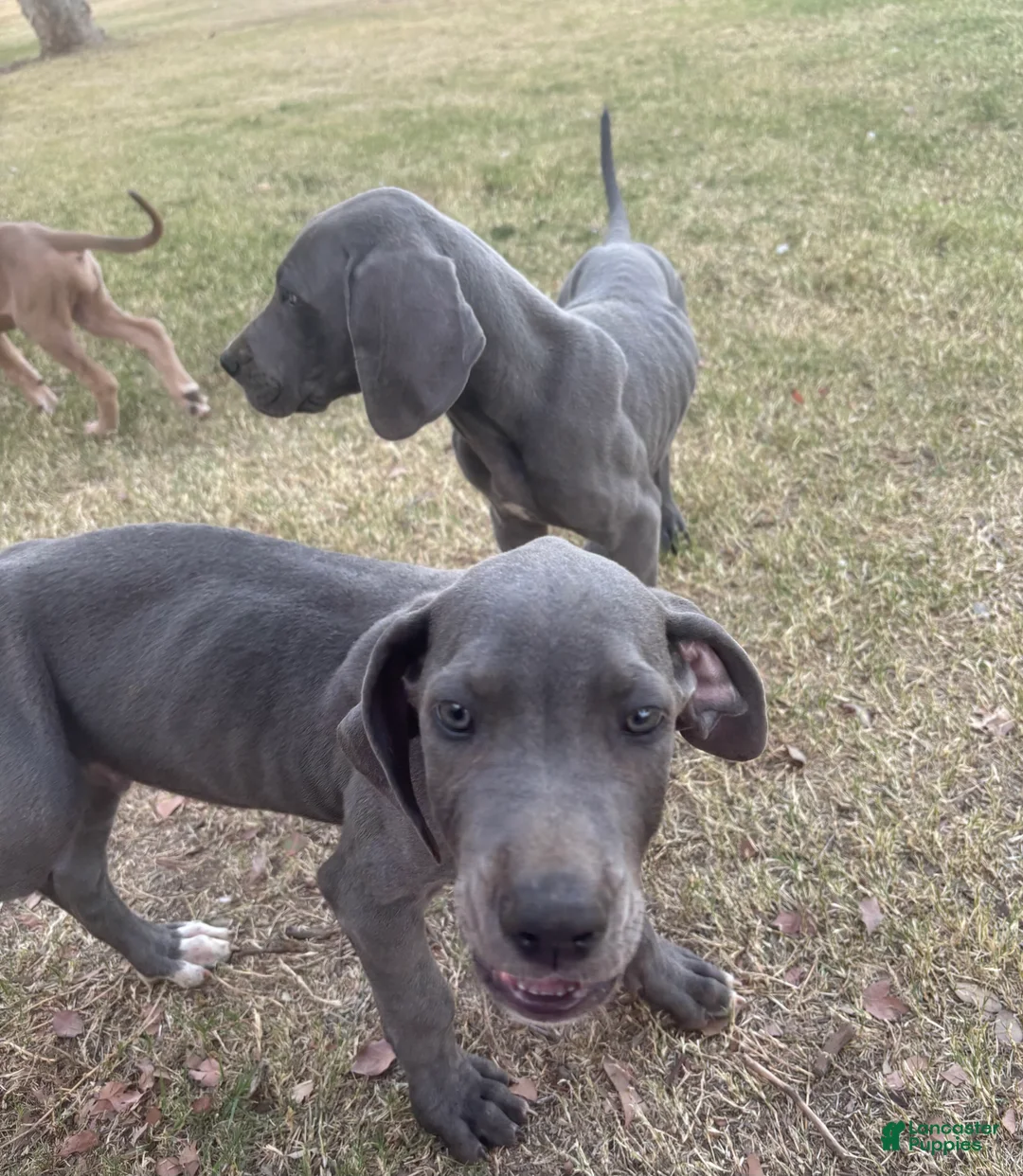 Great Dane dogs for sale: Great Dane Puppy 2 - Ad 1