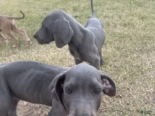 Great Dane dogs Great Dane Puppy 2 - Ad 7