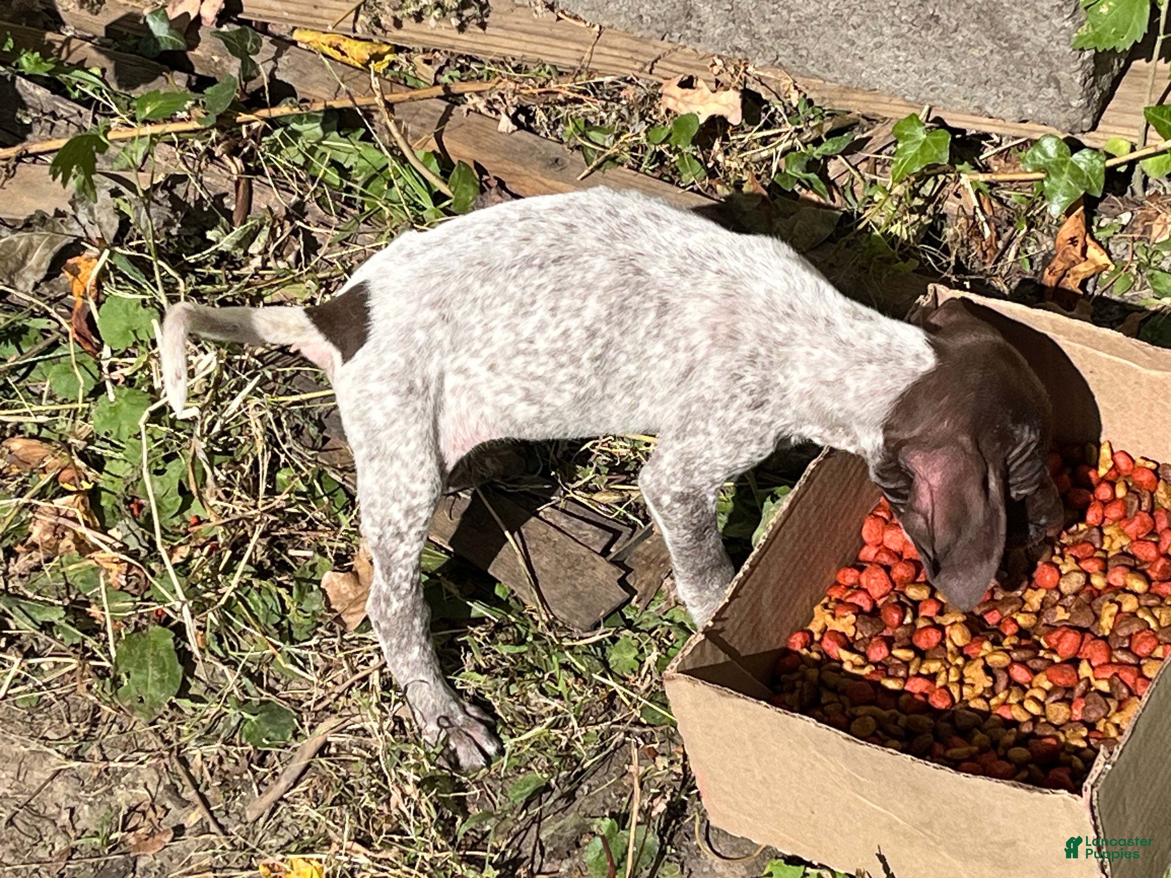 Casey (German Shorthaired Pointer, Female) in Parma, OH
