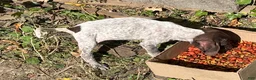 German Shorthaired Pointer dogs for sale: Casey - Ad 1
