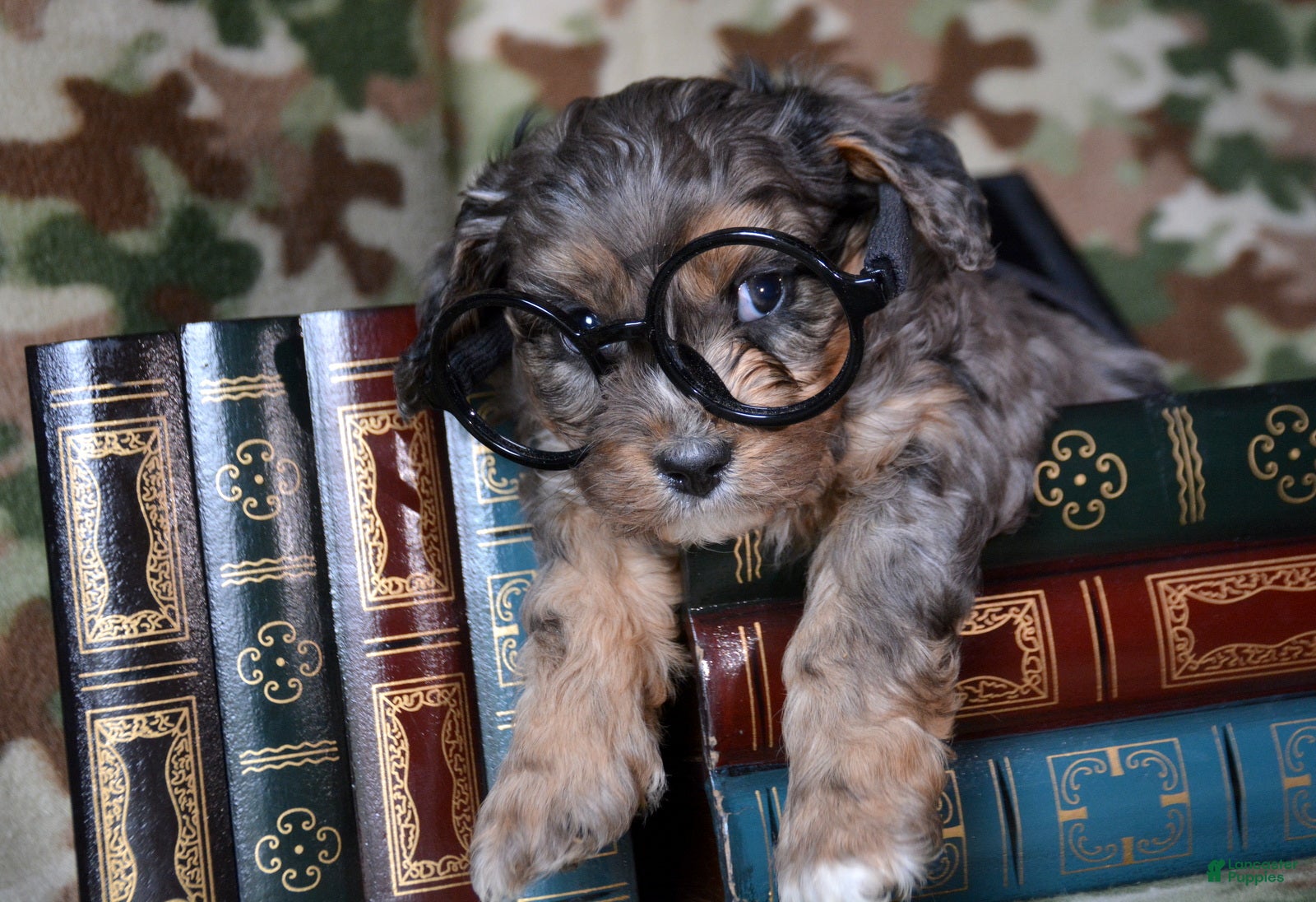 Cavapoo dogs Cavapoo Puppy 3 Cash - Ad 9