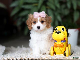 Cavapoo dogs for sale: Rita - Ad 2
