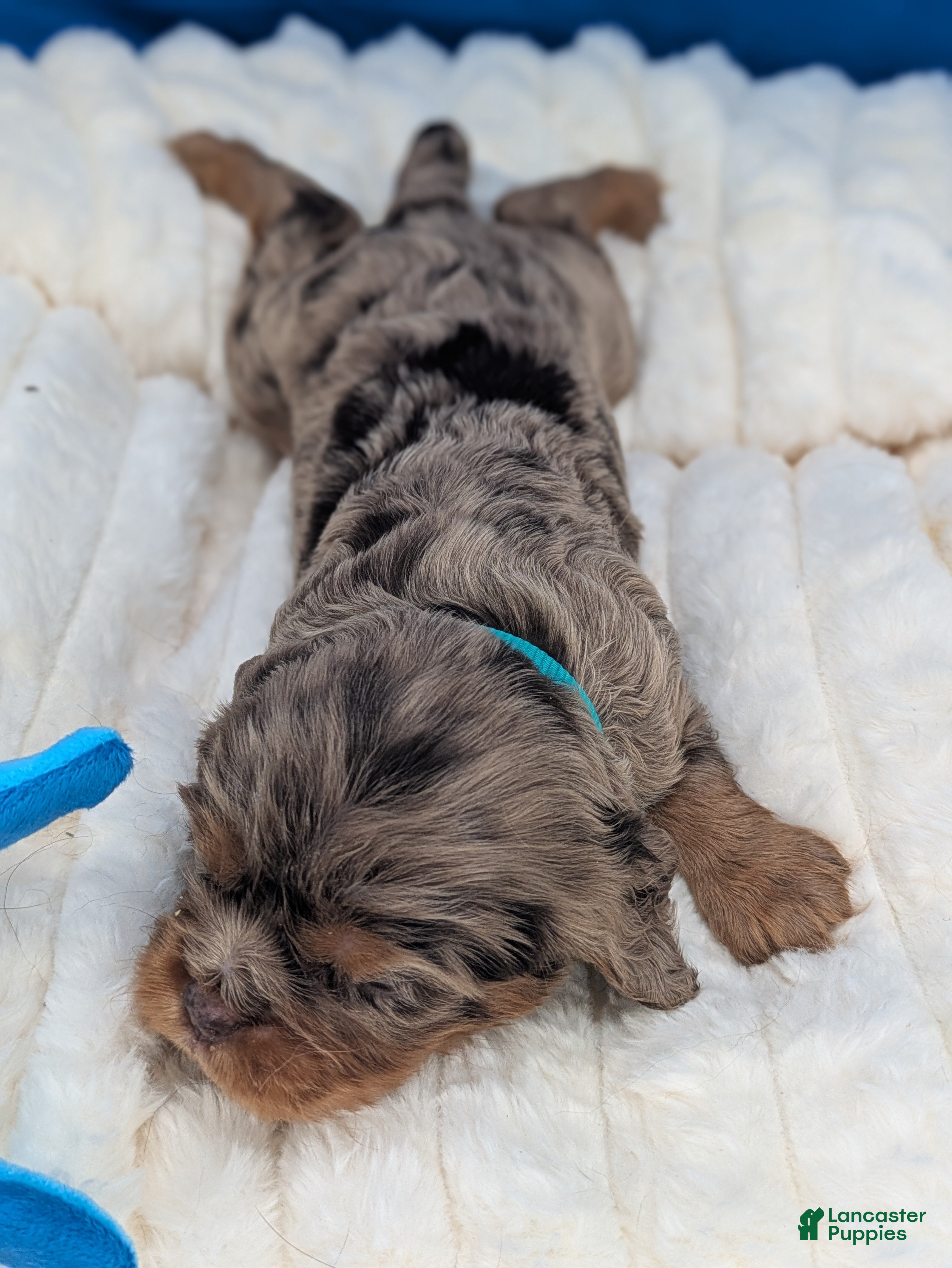 Cavalier King Charles Spaniel dogs Mojito - Ad 1