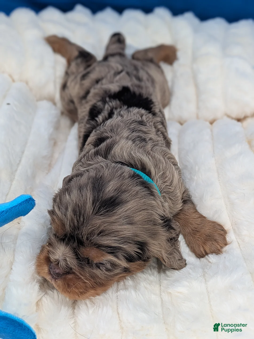 Cavalier King Charles Spaniel dogs for sale: Mojito - Ad 1