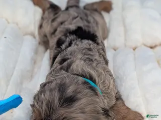 Cavalier King Charles Spaniel dogs for sale: Mojito - Ad 4