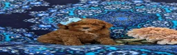 Toy Poodle dogs for sale: Shiloh 9 lbs Full Grown - Ad 3
