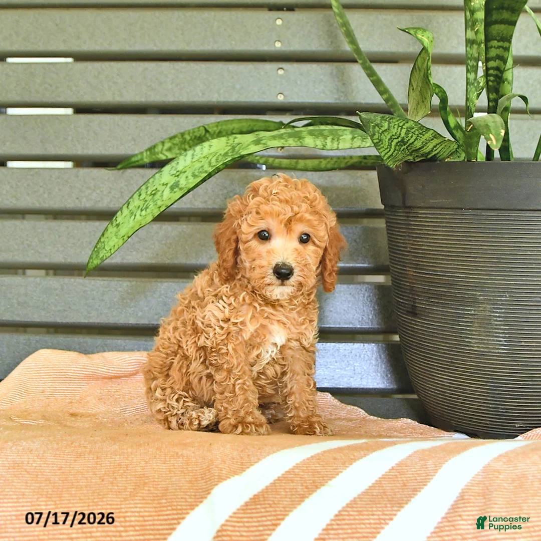 Miniature Poodle dogs for sale: Cornelius - Ad 2