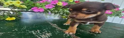 Chihuahua dogs for sale: Tippy - Ad 4