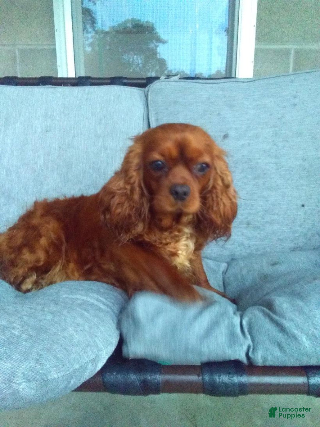 Cavapoo dogs for sale: Cavapoo Puppy 2 - Ad 7