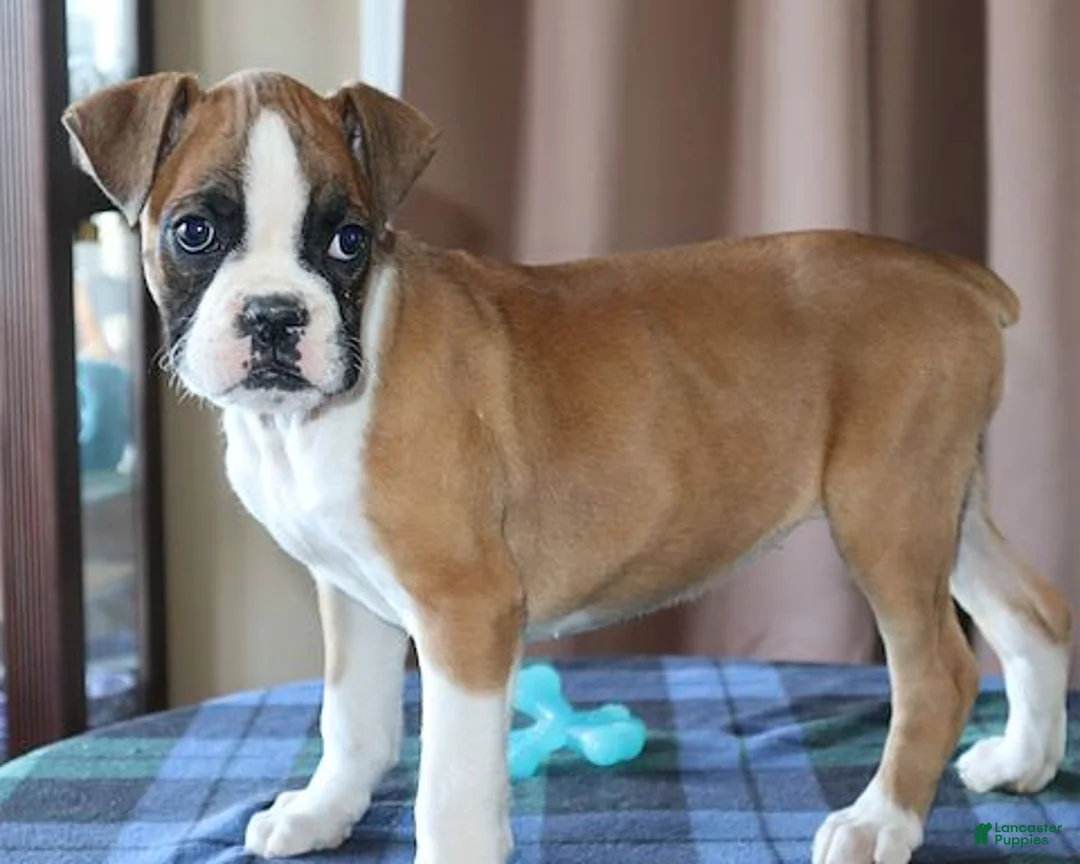 Boxer dogs for sale: Juno- Champ lines - Ad 5
