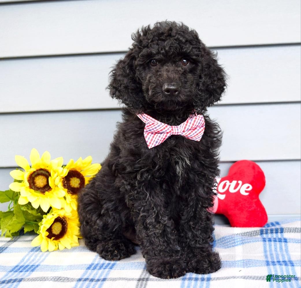 Labradoodle dogs Chester - Ad 2
