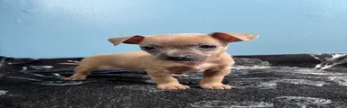🩷MiniChihuahua🩷