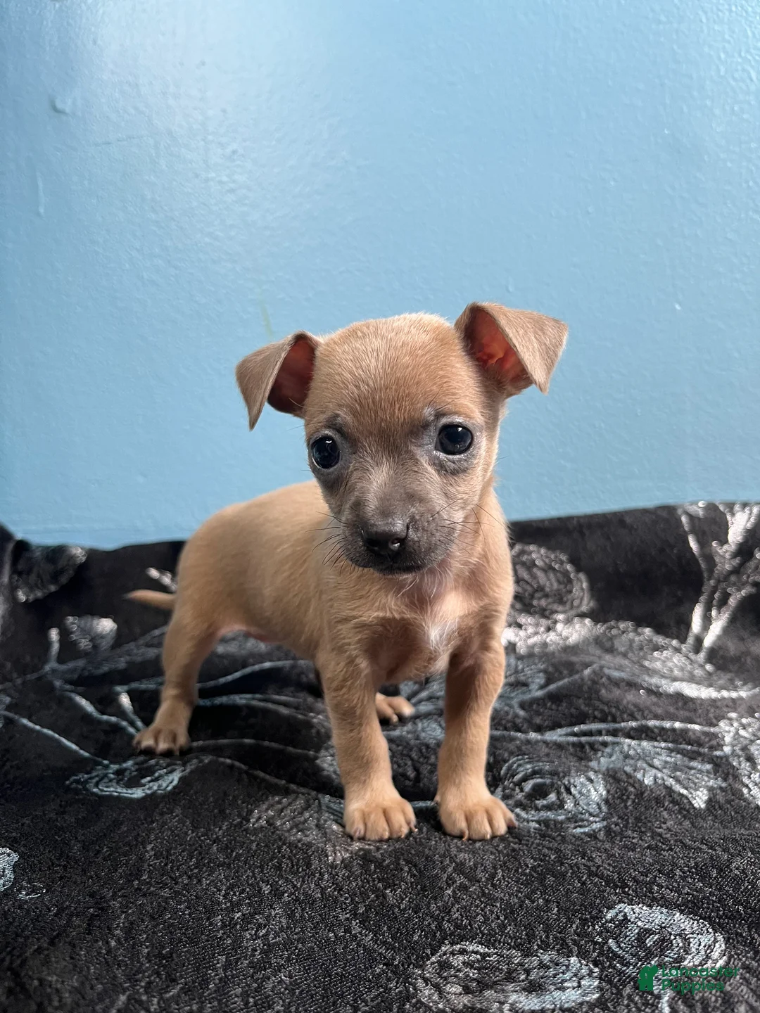 Chihuahua dogs for sale: 🩷MiniChihuahua🩷 - Ad 1
