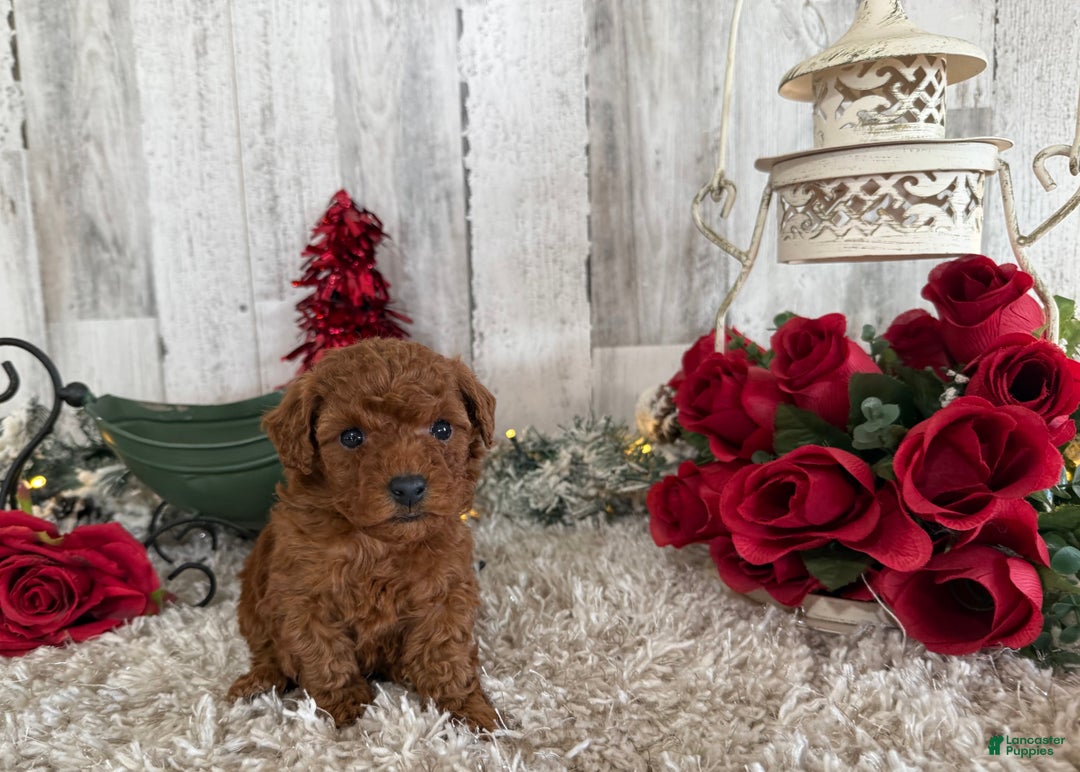 Toy Poodle dogs for sale: Trixie - Ad 2