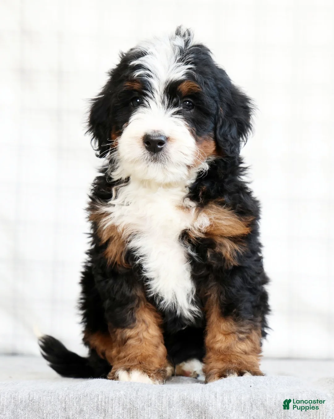 Mini Bernedoodle dogs for sale: Jib - Ad 1