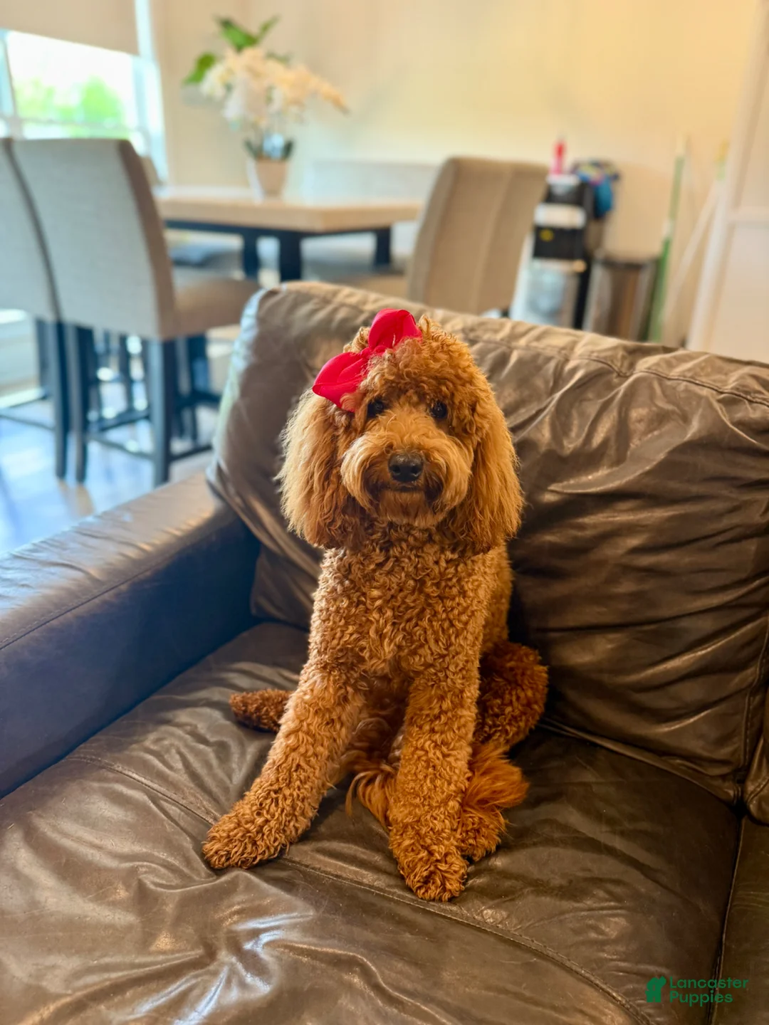 Mini Goldendoodle dogs for sale: Mini Goldendoodle Puppy 1 - Ad 30
