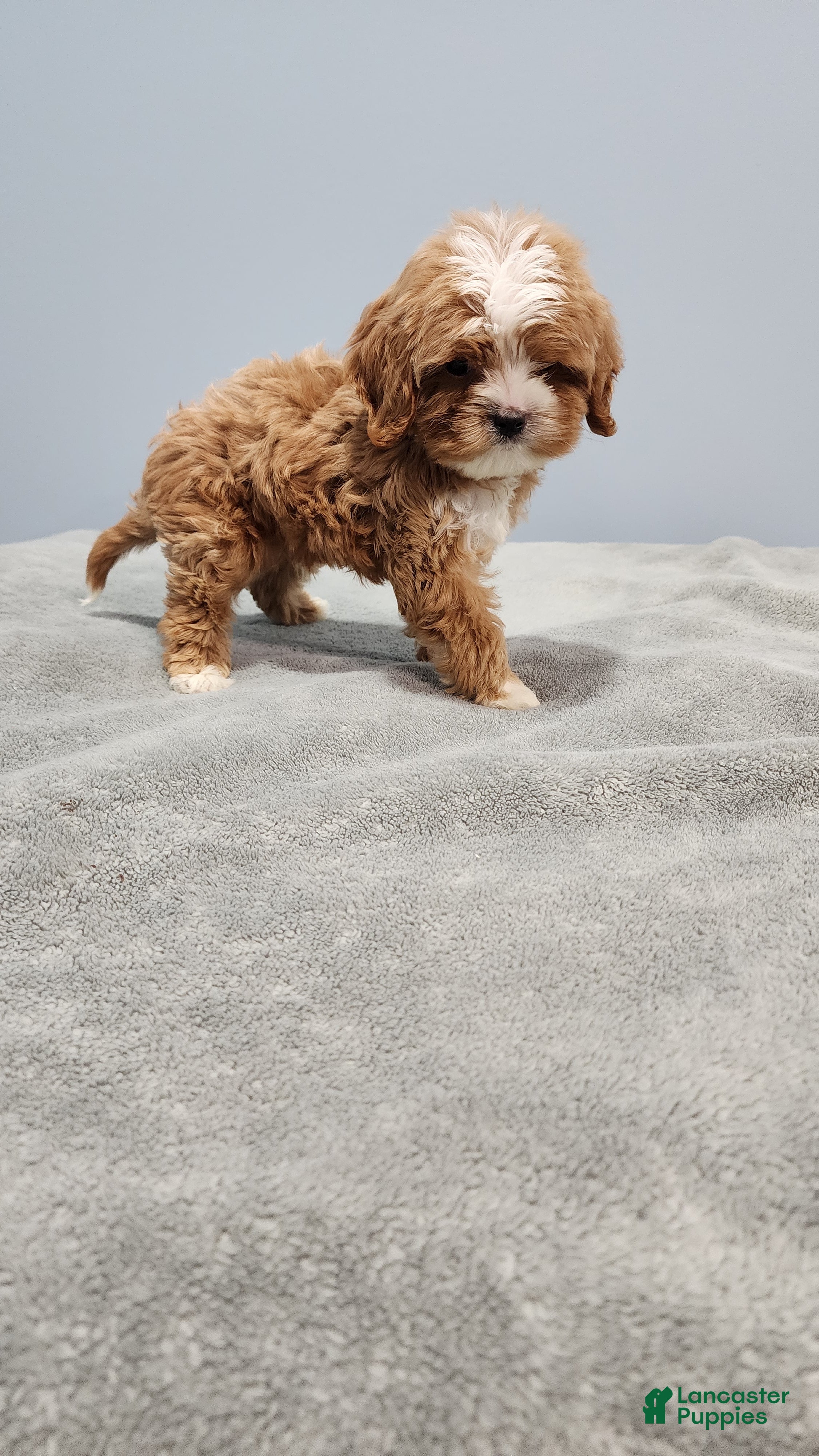 Cavapoo dogs for sale: Zeus - Ad 1