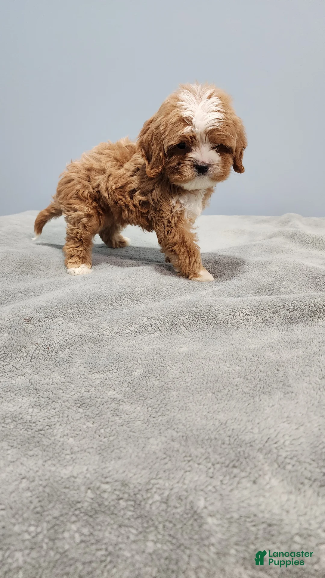 Cavapoo dogs for sale: Zeus - Ad 1