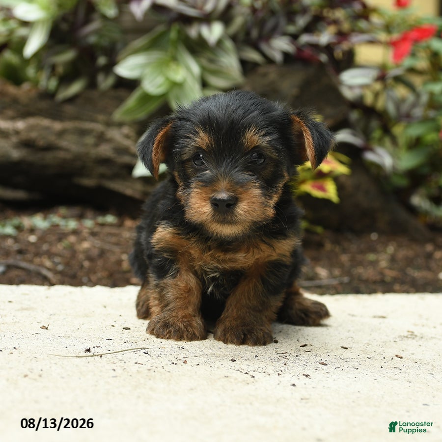 Yorkshire Terrier dogs Carter - Ad 1