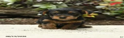 Yorkshire Terrier dogs for sale: Carter - Ad 1