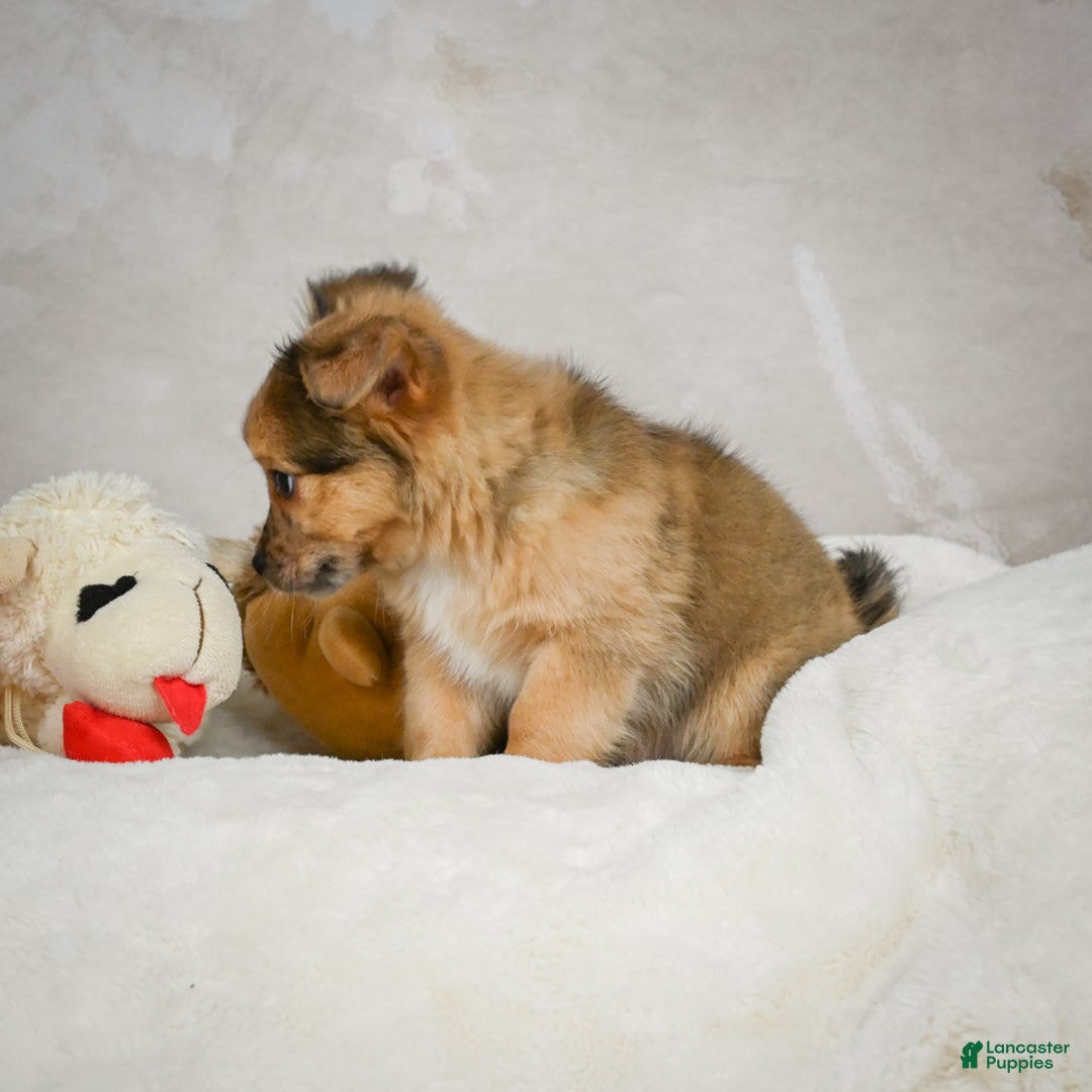 Chihuahua dogs for sale: Johnny - Ad 9