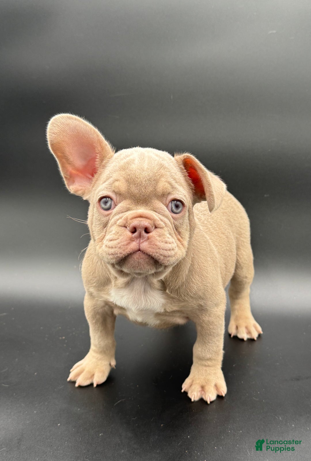 French Bulldog dogs for sale: French Bulldog Puppy 1 - Ad 6