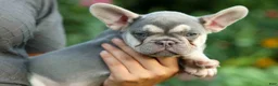 French Bulldog dogs for sale: Stella🌸 - Ad 16