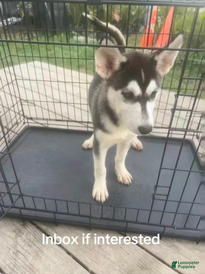 Siberian Husky dogs Siberian Husky Puppy 4 - Ad 11