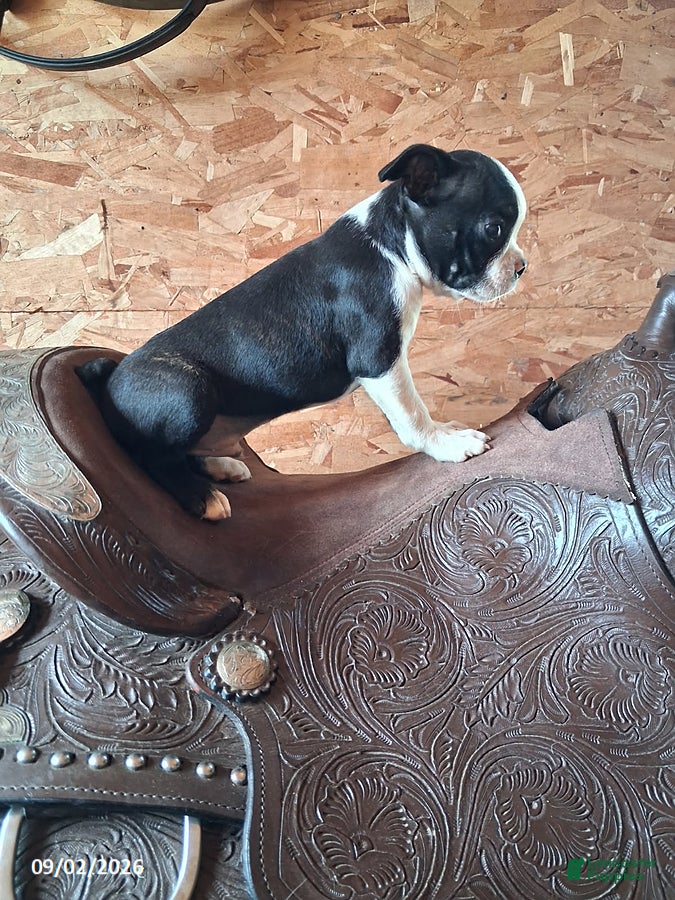 Boston Terrier dogs John - Ad 2