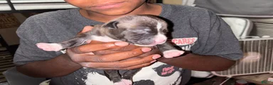 Mixed Breed 2