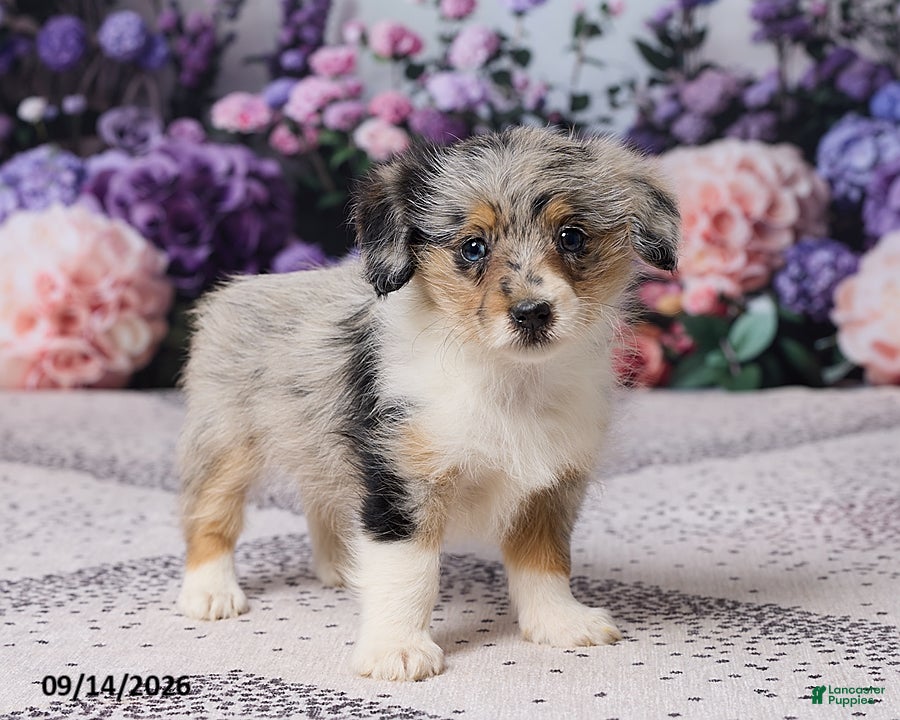 Corgipoo dogs Raina - Ad 2