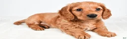 Miniature Dachshund dogs for sale: Dallas - Ad 1