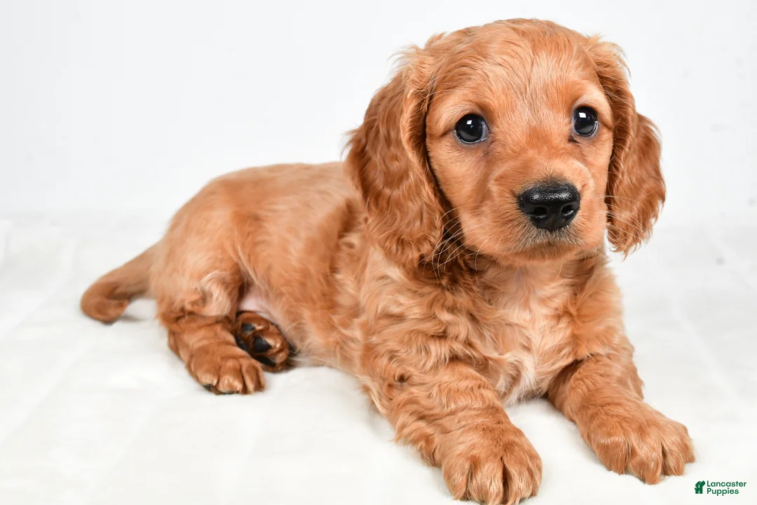 Miniature Dachshund dogs for sale: Dallas - Ad 1