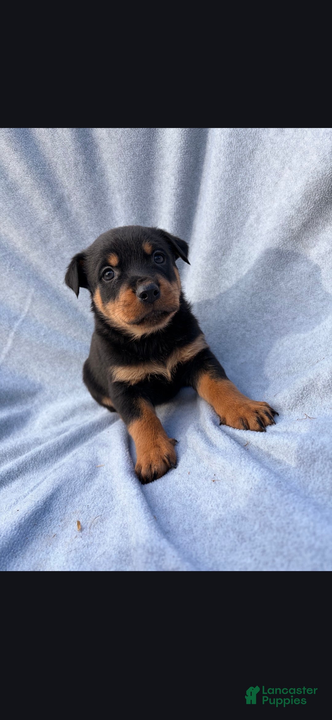 Rottweiler dogs Sassy - Ad 31