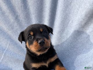 Rottweiler dogs Sassy - Ad 31
