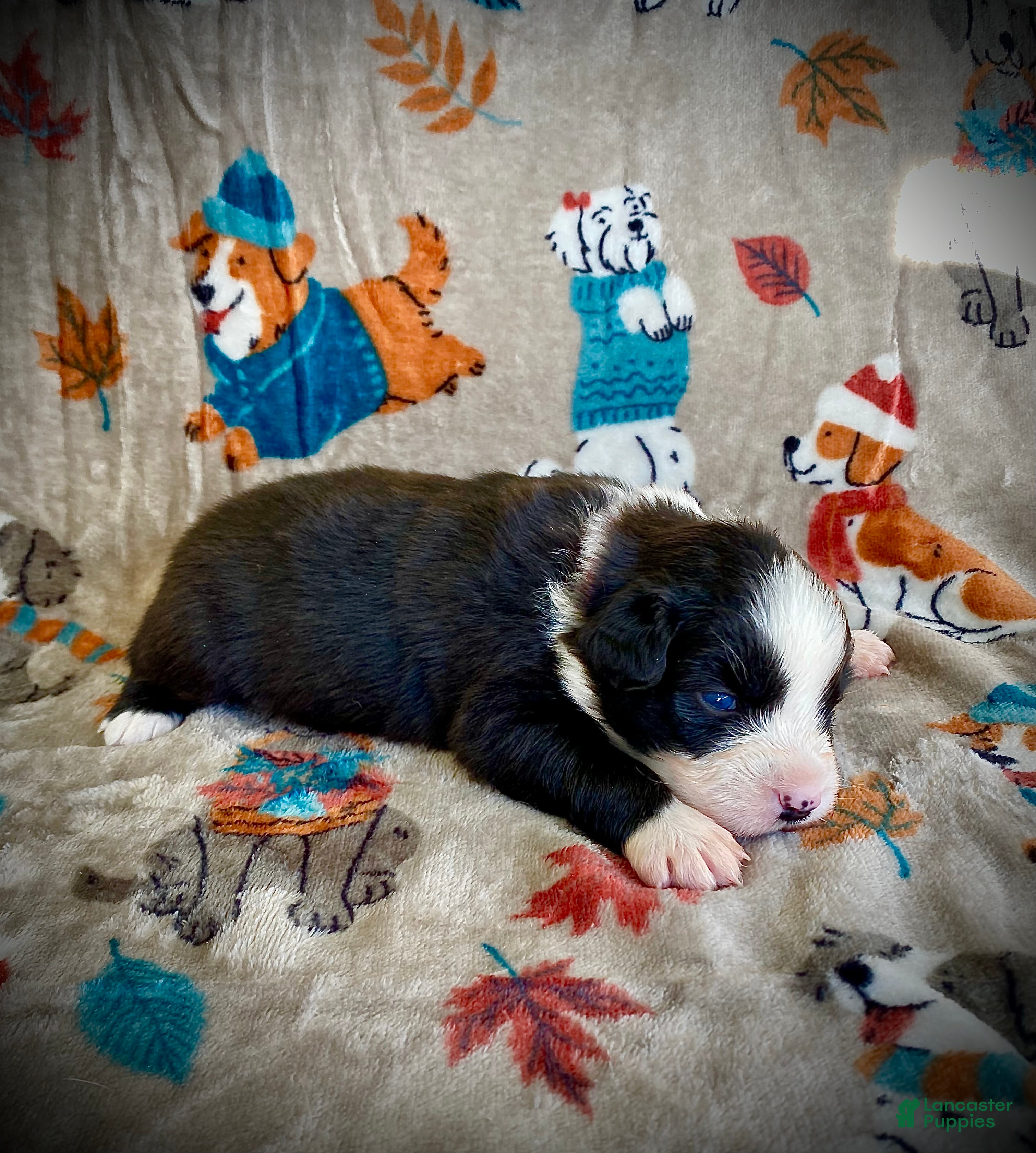 Australian Shepherd dogs for sale: Cocoa - Ad 1