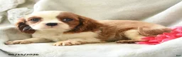 Cavalier King Charles Spaniel dogs for sale: Honey - Ad 3