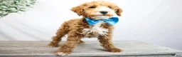 Goldendoodle dogs for sale: COWBOY - Ad 3