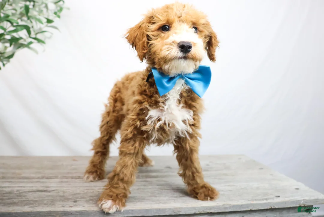 Goldendoodle dogs for sale: COWBOY - Ad 3