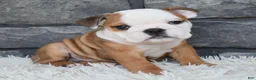 Beabull dogs for sale: Miles - Ad 2