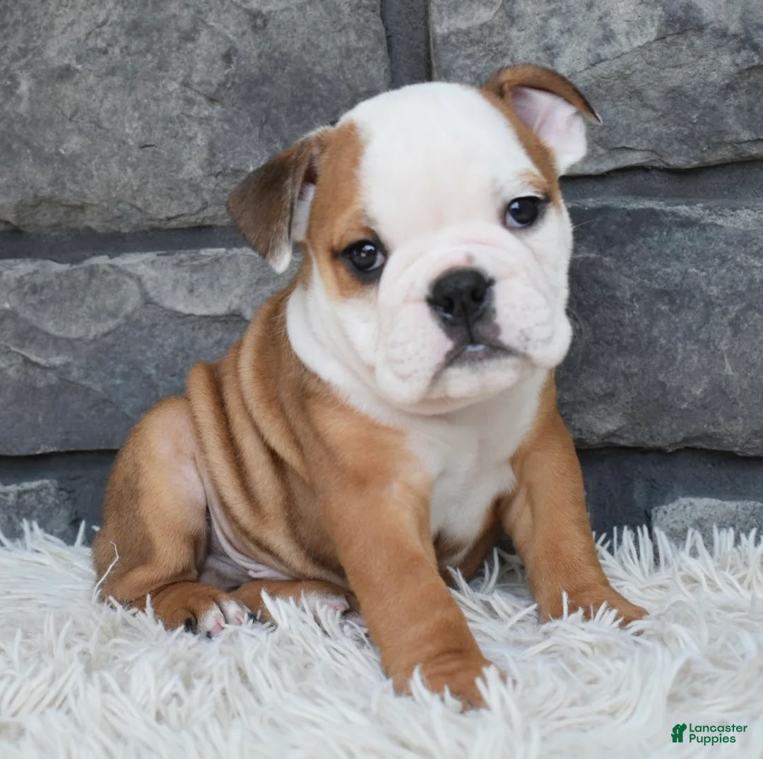 Beabull dogs for sale: Miles - Ad 2