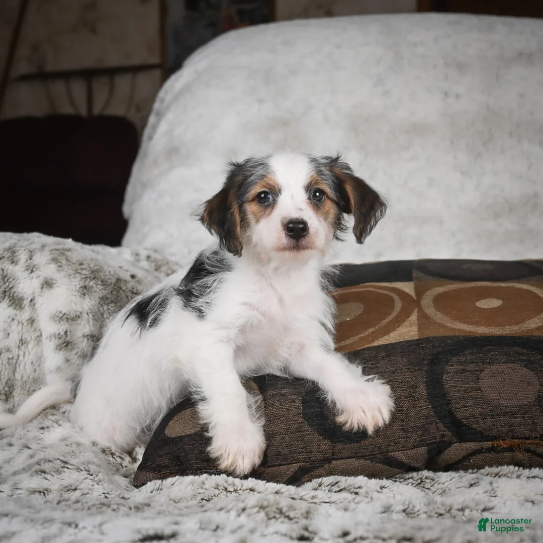 Mixed Breed dogs for sale: Cookie - Ad 2