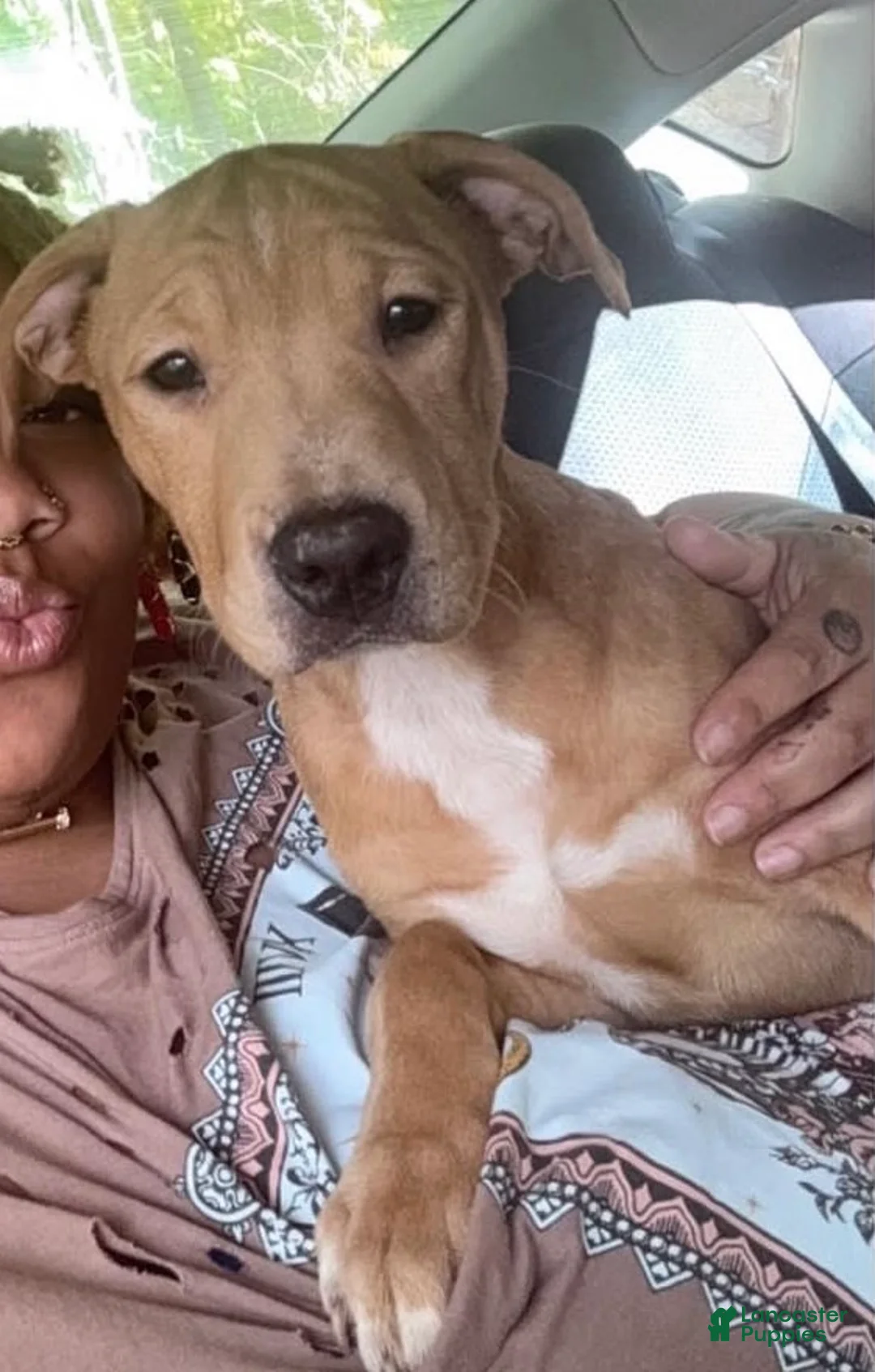 Mixed Breed dogs for sale: Pretty - Ad 5